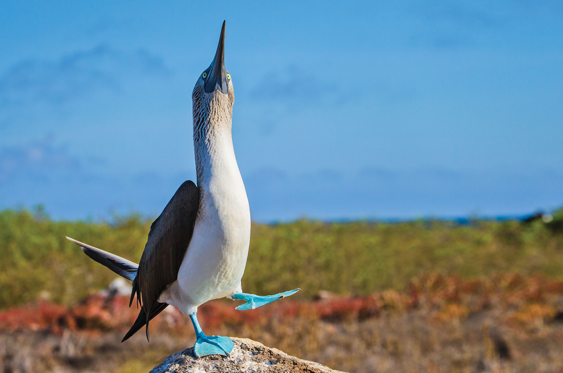 Galapagos Islands Facts Fun Facts About Galapagos National   Itin Day 3 